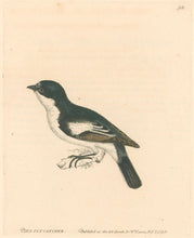 Load image into Gallery viewer, Lewin, William "Pied Flycatcher" Pl. 94.