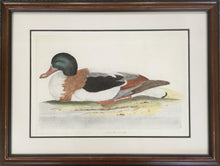 Load image into Gallery viewer, Lord, Thomas "Sheldrake Male" From "Entire System of Ornithology or Ecumenical History of British Birds"