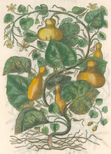 Load image into Gallery viewer, Mattioli, Pietro Andrea “Cucurbita” From de Materia Medica