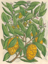 Load image into Gallery viewer, Mattioli, Pietro Andrea "Medica Malus" From de Materia Medica
