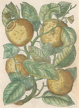 Load image into Gallery viewer, Mattioli, Pietro Andrea "Pomi di Adamo" From "I Discorsi... nelli sei libri di Pedacio Dioscoridi Anazarbeo della materia medicinale..."