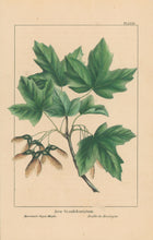 Load image into Gallery viewer, Michaux, François André "Acer Grandidentatum; Mountain Sugar Maple." Pl. LXIX