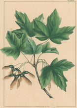 Load image into Gallery viewer, Michaux, François André "Acer Grandidentatum; Mountain Sugar Maple." Pl. LXIX