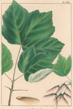 Load image into Gallery viewer, Michaux, François André "Acer Drummondii; Drummond's Maple." Pl. LXX