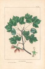 Load image into Gallery viewer, Michaux, François André "Acer tripartitum; Currant Leaved Maple." Pl. LXXI
