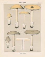 Load image into Gallery viewer, Peck, Charles Horton "Edible Fungi. Amanitopsis vaginata. Sheathed Amanitopsis" Pl. 17