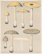 Load image into Gallery viewer, Peck, Charles Horton "Edible Fungi. Amanitopsis vaginata. Sheathed Amanitopsis" Pl. 17