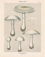 Load image into Gallery viewer, Peck, Charles Horton "Edible Fungi. Lepiota naucinoides. Smooth Lepiota" Pl. 19