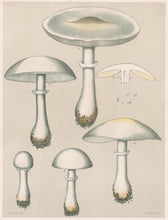 Load image into Gallery viewer, Peck, Charles Horton "Edible Fungi. Lepiota naucinoides. Smooth Lepiota" Pl. 19