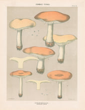 Load image into Gallery viewer, Peck, Charles Horton "Edible Fungi. Hydnum repandum. Spreading Hydnum" Pl. 38