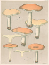 Load image into Gallery viewer, Peck, Charles Horton "Edible Fungi. Hydnum repandum. Spreading Hydnum" Pl. 38