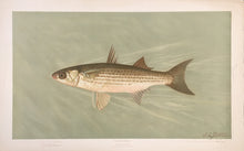 Load image into Gallery viewer, Petrie, J.L. “Striped Mullet”