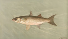 Load image into Gallery viewer, Petrie, J.L. “Striped Mullet”