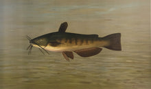 Load image into Gallery viewer, Petrie, J.L.  “Common Bullhead or Horned Pout (catfish)”