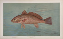 Load image into Gallery viewer, Petrie, J.L. “Red Drum or Channel Bass.”