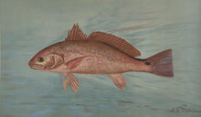 Load image into Gallery viewer, Petrie, J.L. “Red Drum or Channel Bass.”