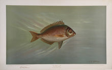 Load image into Gallery viewer, Petrie, J.L.  “Porgee, or Scup”