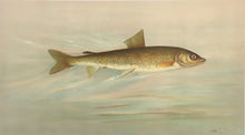 Load image into Gallery viewer, Petrie, J.L.  “Rocky Mountain Whitefish”