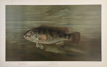 Load image into Gallery viewer, Petrie, J.L.  "Blackfish or Tautog”