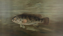 Load image into Gallery viewer, Petrie, J.L.  "Blackfish or Tautog”