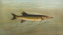 Load image into Gallery viewer, Petrie, J.L. “Eastern or Banded Pickerel”
