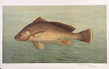 Load image into Gallery viewer, Petrie, J.L.  “Fresh Water Drum or Sheepshead”