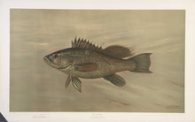 Load image into Gallery viewer, Petrie, J.L.  “Sea Bass”