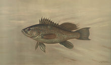 Load image into Gallery viewer, Petrie, J.L.  “Sea Bass”