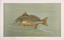 Load image into Gallery viewer, Petrie, J.L. “Spot or Lafayette”