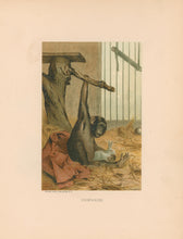 Load image into Gallery viewer, Prang, Louis. “Chimpanzee”