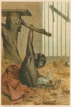 Load image into Gallery viewer, Prang, Louis. “Chimpanzee”