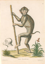 Load image into Gallery viewer, Edwards Pl. IX "Simia Nemestrina"