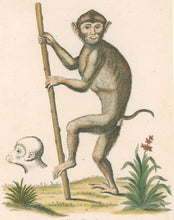 Load image into Gallery viewer, Edwards Pl. IX "Simia Nemestrina"