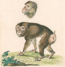 Load image into Gallery viewer, Schreber Pl. V "Simia Inuus Linn"