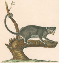 Load image into Gallery viewer, Schreber Pl. XLII. "Lemur flavus Pennant"