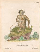Load image into Gallery viewer, Edwards Pl. XVIII "Simia Sabæa Linn"