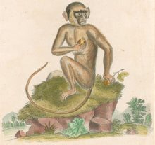 Load image into Gallery viewer, Edwards Pl. XVIII "Simia Sabæa Linn"