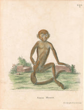 Load image into Gallery viewer, Tyroff Pl. XXII "Simia Maura"