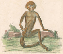 Load image into Gallery viewer, Tyroff Pl. XXII "Simia Maura"