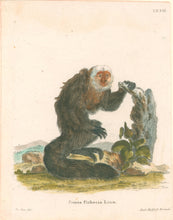 Load image into Gallery viewer, DeSeve Pl. XXXII. "Simia Pithecia Linn"