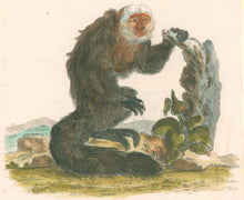 Load image into Gallery viewer, DeSeve Pl. XXXII. "Simia Pithecia Linn"