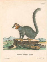 Load image into Gallery viewer, DeSeve Pl. XXXIX "Lemur Mongoz Linn"