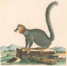 Load image into Gallery viewer, DeSeve Pl. XXXIX "Lemur Mongoz Linn"