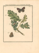 Load image into Gallery viewer, Sepp, Jan Christiaan  Plate Ia  Part 2  [Insects of the Netherlands