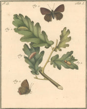 Load image into Gallery viewer, Sepp, Jan Christiaan  Plate Ia  Part 2  [Insects of the Netherlands