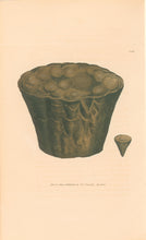Load image into Gallery viewer, Sowerby, James Pl. 149. From "British Mineralogy: or Coloured Figures intended to elucidate the Mineralogy of Great Britain"