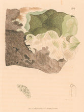 Load image into Gallery viewer, Sowerby, James Pl. 194. From "British Mineralogy: or Coloured Figures intended to elucidate the Mineralogy of Great Britain"