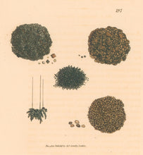 Load image into Gallery viewer, Sowerby, James Pl. 197. From "British Mineralogy: or Coloured Figures intended to elucidate the Mineralogy of Great Britain"