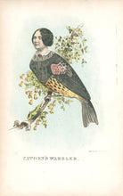 Load image into Gallery viewer, Stephens, Henry L. “Catorn’s Warbler.”  [Kate Horn, singer from New York] From &quot;The Comic Natural History of the Human Race&quot;
