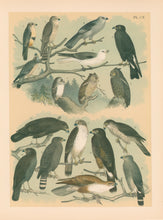 Load image into Gallery viewer, Jasper, Theodore  &quot;Femoral Falcon, Richardson&#39;s Falcon or Merlin, Isabella Sparrow Hawk, Mississippi Kite, Everglade Kite, White-tailed Kite, et al.&quot; Pl. CX
